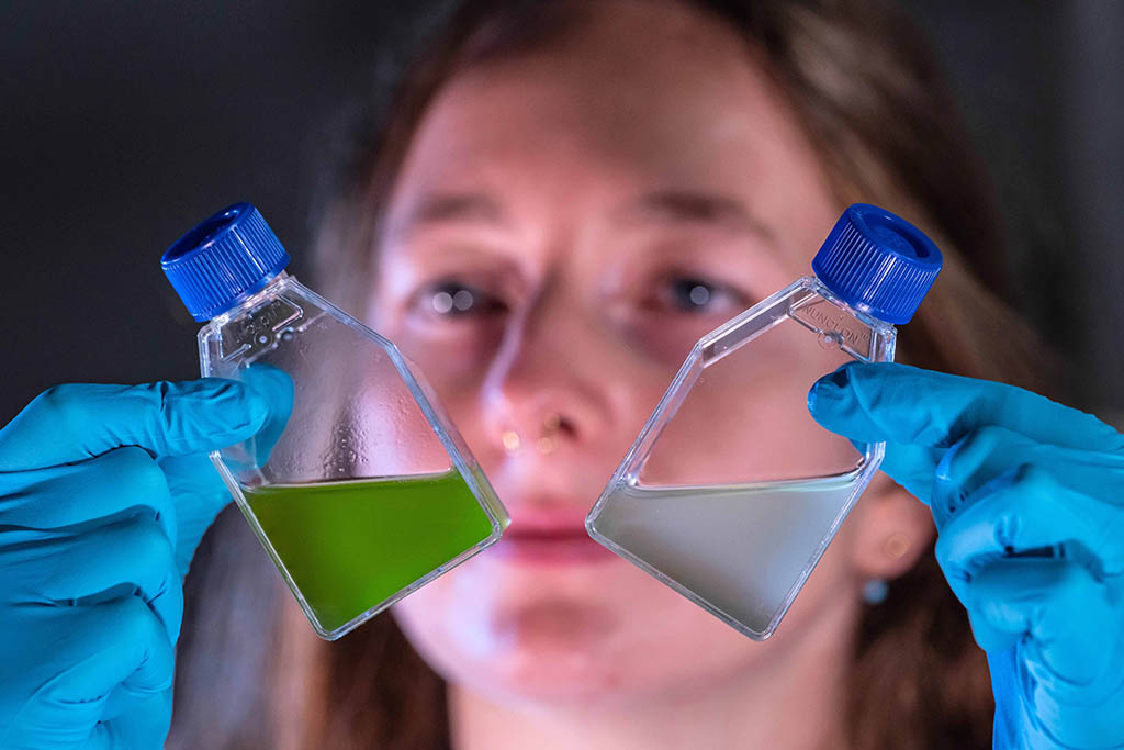 Grünalgen verlieren fast vollständig die Farbe, wenn ihnen die tödlichen Bakterien zugesetzt wurden. (Foto: Jens Meyer / Universität Jena)