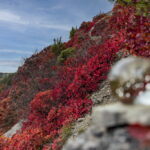 Perückensträucher im Jenaer Mühltal, Fotos: Frank Liebold - Jenafotografx