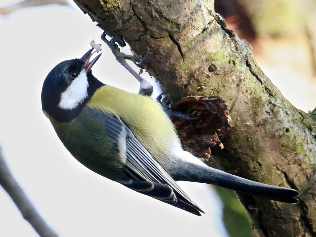 Auch Vögel – in diesem Umfeld häufig Kohlmeisen – können die chemischen Signale der Bäume „entschlüsseln“.  Foto: Martin Volf