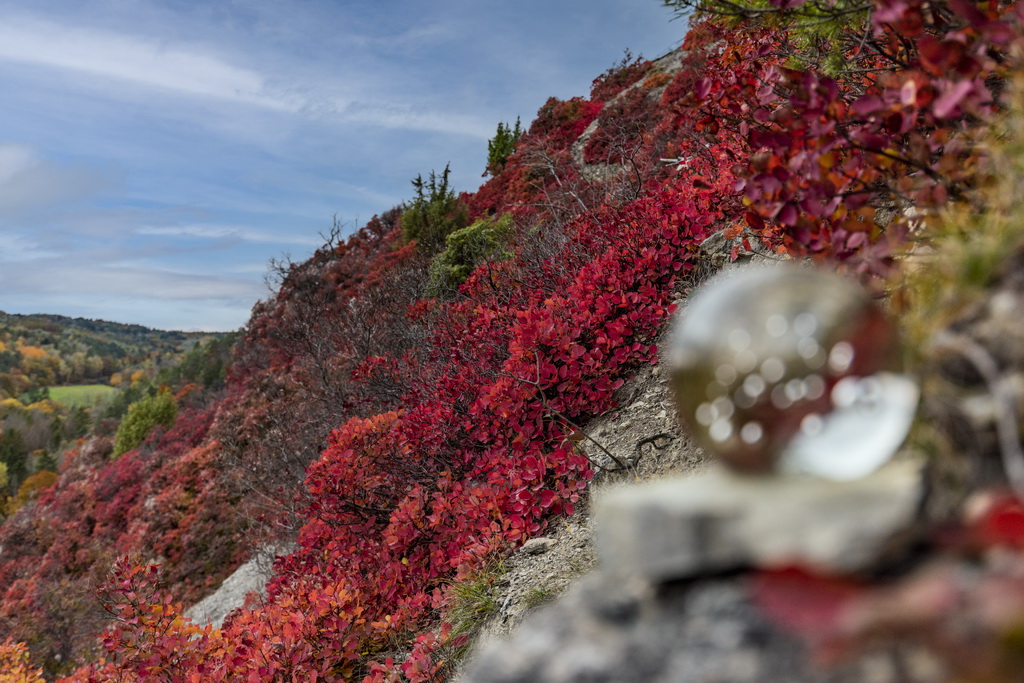 Perückensträucher im Mühltal – die rote Pracht im Herbst. Foto: Frank Liebold, Jenafotografx