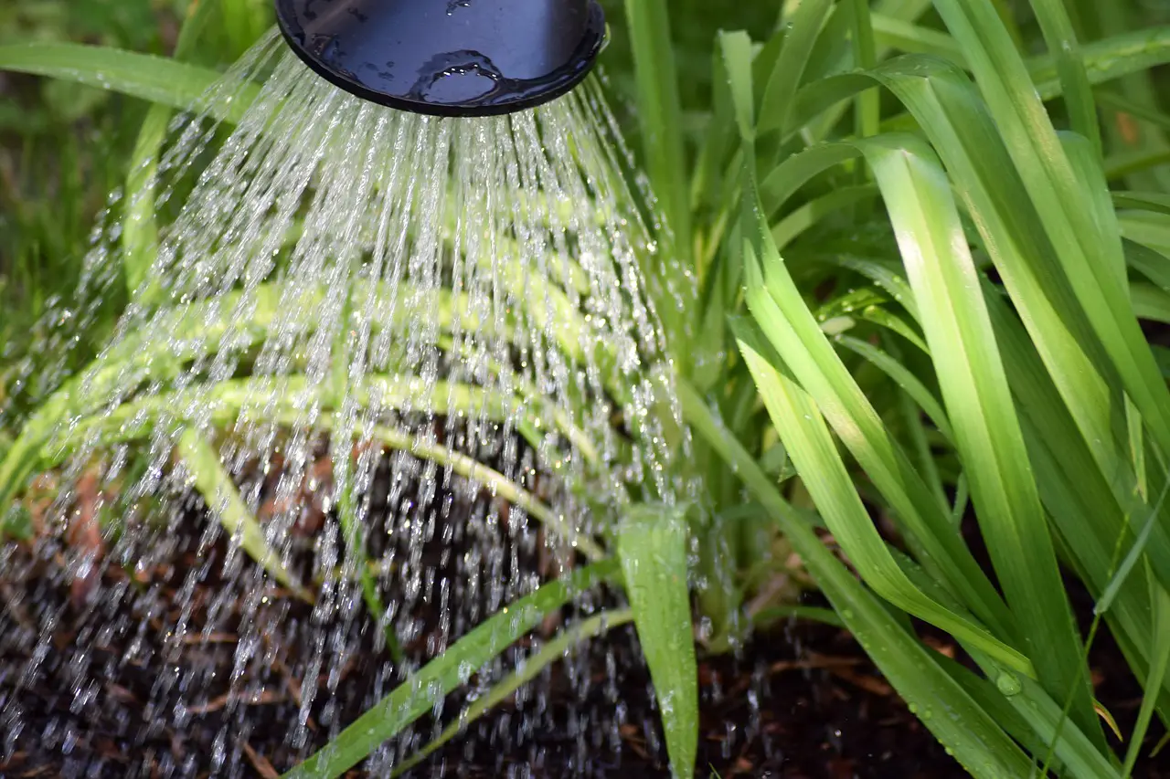 Vom 2. bis 6. Juni 2025 laden die Initiative „Lobeda gießt“ und zahlreiche Partner zur fünften Woche im Zeichen von Wasser, Klima und Umwelt ein. Symbolfoto via Pixabay