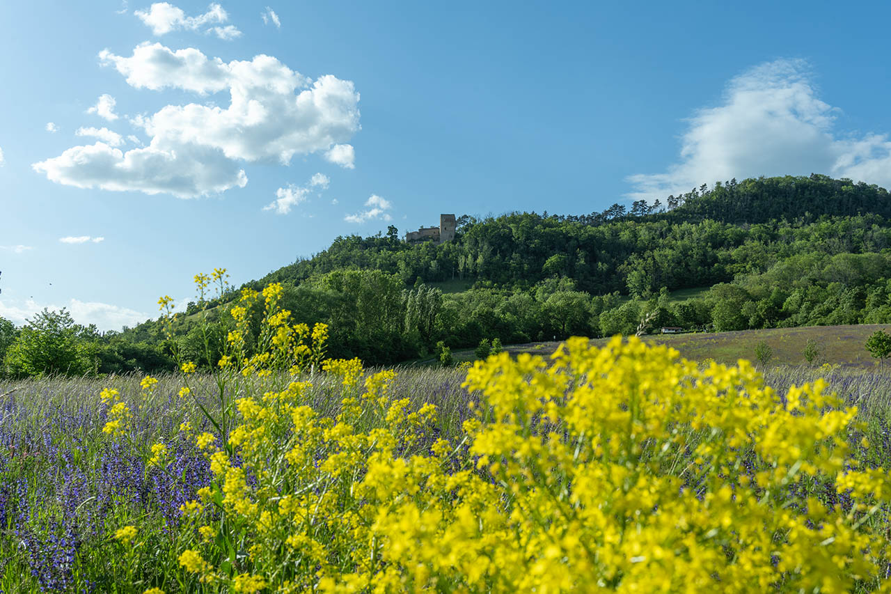 Jena-Lobeda im Mai 2025 mit Blick auf die Löbdeburg, Foto: Frank Liebold, Jenafotografx.de