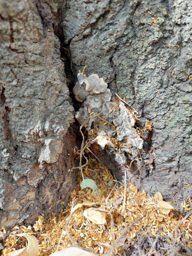 Vier Linden in der Friedrich-Engels-Straße werden gefällt. Pilzbefall, Fäulnis und Wurzelschäden machen Erhalt unmöglich. Foto: Stadt Jena