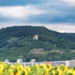 Finde Sonnenblumenfelder rund um Jena: Standorte wie Bucha, Maua und Hermsdorf, Blütezeit von Juli–September und Tipps für den perfekten Ausflug. Foto: Frank Liebold, Jenafotografx