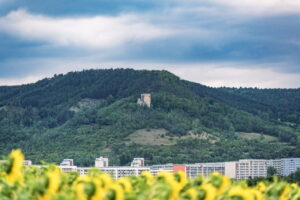 Finde Sonnenblumenfelder rund um Jena: Standorte wie Bucha, Maua und Hermsdorf, Blütezeit von Juli–September und Tipps für den perfekten Ausflug. Foto: Frank Liebold, Jenafotografx