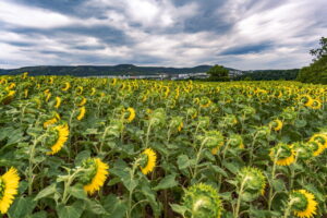 Finde Sonnenblumenfelder rund um Jena: Standorte wie Bucha, Maua & Hermsdorf, Blütezeit von Juli–September und Tipps für den perfekten Ausflug.