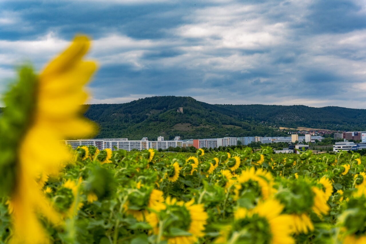 Sonnenblumenfelder bei Jena entdecken: Blüte & Tipps