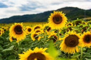 Finde Sonnenblumenfelder rund um Jena: Standorte wie Bucha, Maua & Hermsdorf, Blütezeit von Juli–September und Tipps für den perfekten Ausflug.