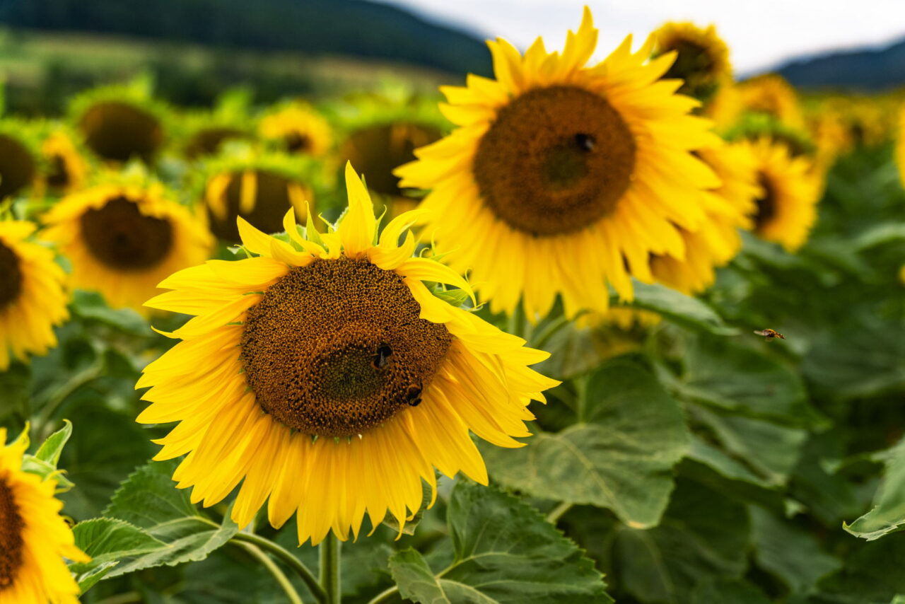 Sonnenblumenfeld bei Bucha