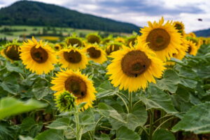 Finde Sonnenblumenfelder rund um Jena: Standorte wie Bucha, Maua & Hermsdorf, Blütezeit von Juli–September und Tipps für den perfekten Ausflug.