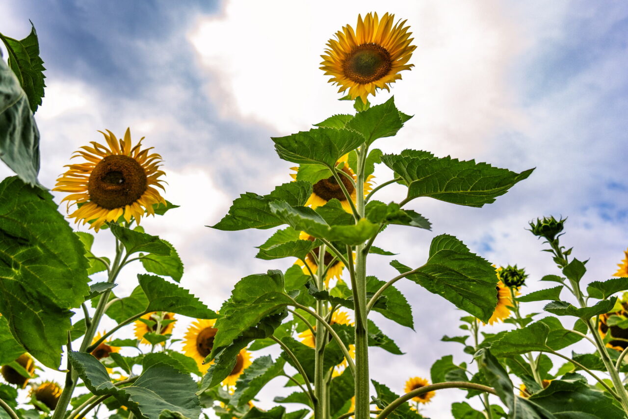 Sonnenblumenfeld in Hermsdorf