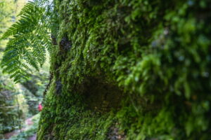 Beeindruckendes Ausflugsziel im Grünen: Rundwanderung durch Drachen- und Landgrafenschlucht