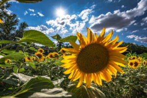 Finde Sonnenblumenfelder rund um Jena: Standorte wie Bucha, Maua & Hermsdorf, Blütezeit von Juli–September und Tipps für den perfekten Ausflug.