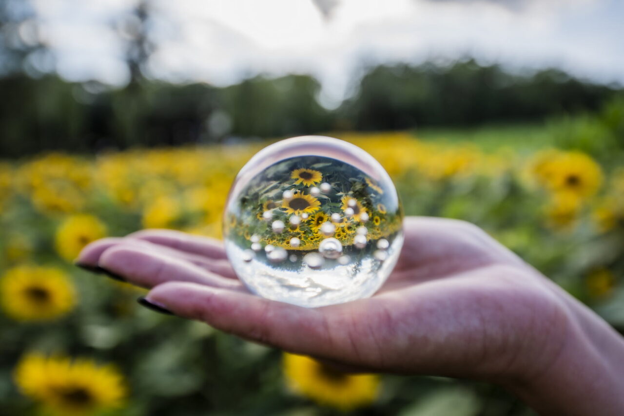 In der Nähe von Schöps findest du ein saisonales Blumenfeld mit Sonnenblumen