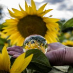 Beliebte Sonnenblumenfelder rund um Jena