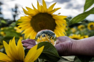 Beliebte Sonnenblumenfelder rund um Jena