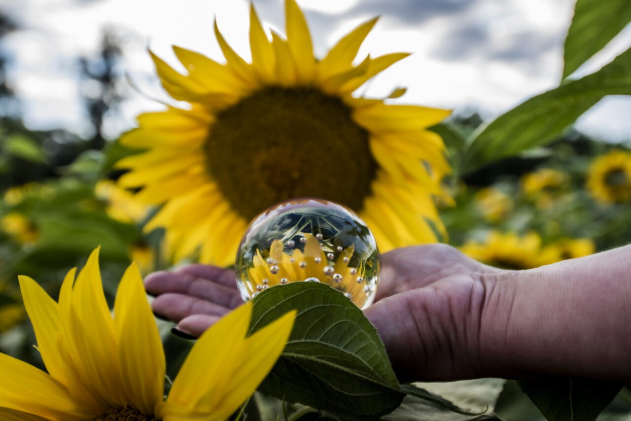 Beliebte Sonnenblumenfelder rund um Jena