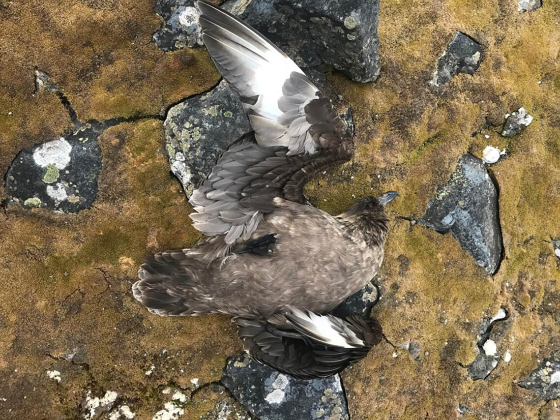 Eine der Raubmöwen (Skua), die das Jenaer Team während seiner Expedition tot aufgefunden hat (Foto: Katharina Engl)