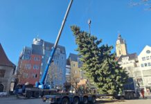 Der Weihnachtsbaum 2025 steht: Eine 18-m-hohe Fichte aus Cospeda 18-m-Fichte aus Cospeda ziert den Jenaer Weihnachtsmarkt. Foto: JenaKultur