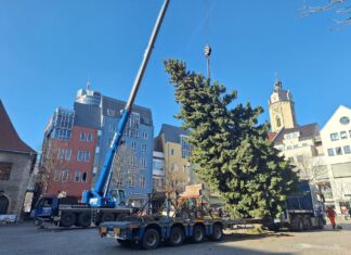 Der Weihnachtsbaum 2025 steht: Eine 18-m-hohe Fichte aus Cospeda 18-m-Fichte aus Cospeda ziert den Jenaer Weihnachtsmarkt. Foto: JenaKultur