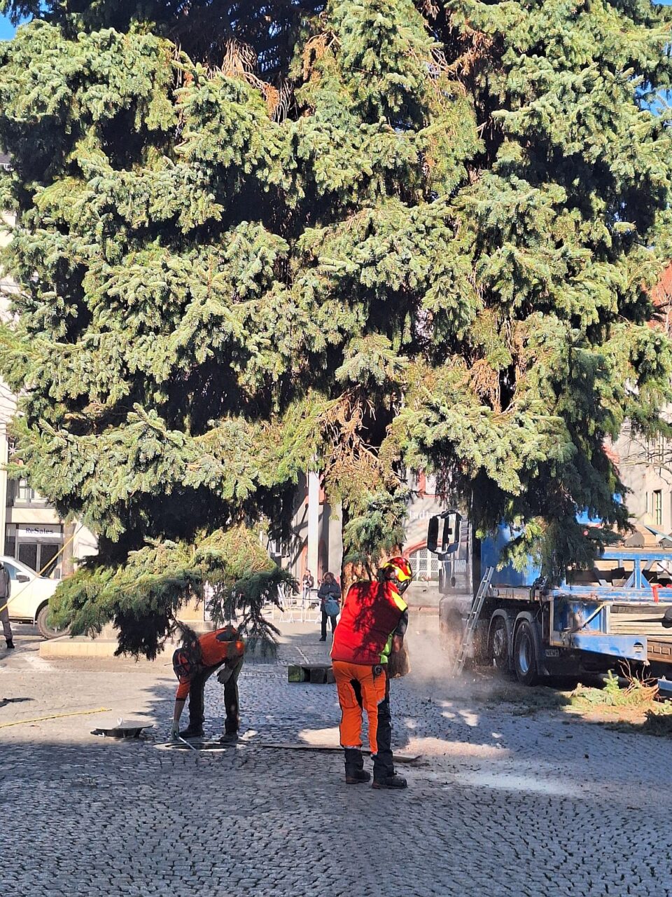 18-m-Fichte aus Cospeda ziert den Jenaer Weihnachtsmarkt. Foto: JenaKultur 18-m-Fichte aus Cospeda ziert den Jenaer Weihnachtsmarkt. Foto: JenaKultur