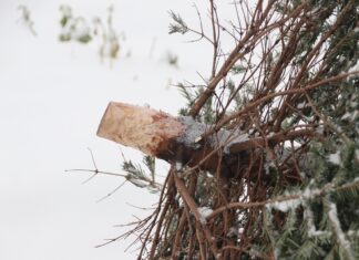 Weihnachtsbäume entsorgen in Jena – Sonderabfuhr ab 12.01.2026 Weihnachtsbäume entsorgen Jena. Einfache Sonderabfuhr 2026. Foto via Pixabay