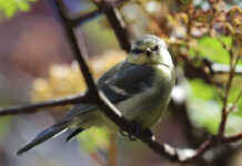 Studie zeigt deutlich Einfluss von Waldtypen auf Vögel Studie zeigt deutlich Einfluss von Waldtypen auf Vögel. Eine Blaumeise sitzt auf einem Zweig. Die Forscherinnen und Forscher erfassten die Vogelarten mithilfe automatisierter Tonaufnahmen und KI. (Foto: Stefan Bernhardt)