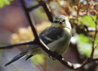 Studie zeigt deutlich Einfluss von Waldtypen auf Vögel Studie zeigt deutlich Einfluss von Waldtypen auf Vögel. Eine Blaumeise sitzt auf einem Zweig. Die Forscherinnen und Forscher erfassten die Vogelarten mithilfe automatisierter Tonaufnahmen und KI. (Foto: Stefan Bernhardt)
