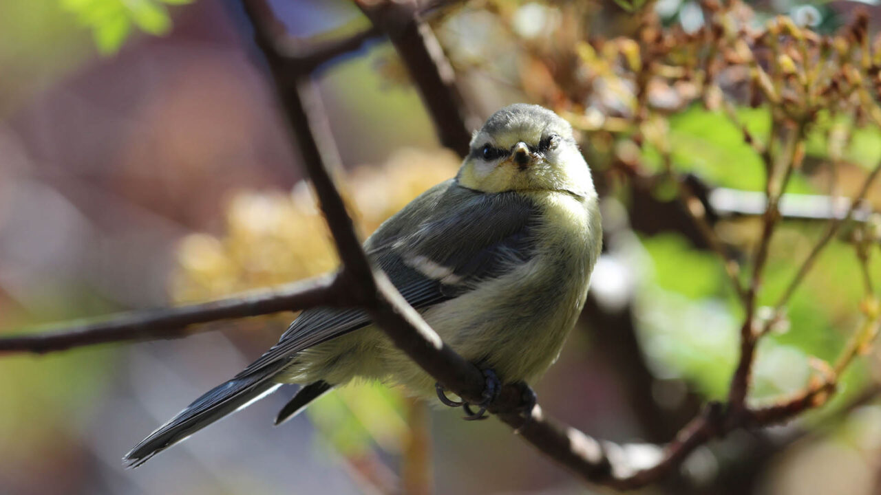 Studie zeigt deutlich Einfluss von Waldtypen auf Vögel. Eine Blaumeise sitzt auf einem Zweig. Die Forscherinnen und Forscher erfassten die Vogelarten mithilfe automatisierter Tonaufnahmen und KI. (Foto: Stefan Bernhardt) Studie zeigt deutlich Einfluss von Waldtypen auf Vögel. Eine Blaumeise sitzt auf einem Zweig. Die Forscherinnen und Forscher erfassten die Vogelarten mithilfe automatisierter Tonaufnahmen und KI. (Foto: Stefan Bernhardt)