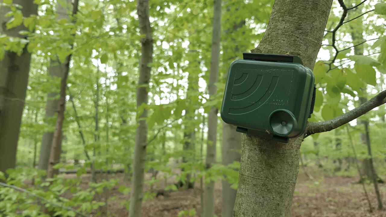 Tonaufnahmegerät "AudioMoth" an einer Buche.