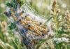 Wichtige Entwarnung zu Gespinsten an Bäumen in Jena Wichtige Entwarnung zu Gespinsten an Bäumen und Pflanzen in Jena. Foto: Illustration via KI