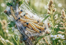 Wichtige Entwarnung zu Gespinsten an Bäumen in Jena Wichtige Entwarnung zu Gespinsten an Bäumen und Pflanzen in Jena. Foto: Illustration via KI