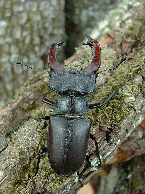 Männlicher Hirschkäfer. Foto: J.F. Gaffard/ wikipedia - CC BY-SA 3.0.jpg Männlicher Hirschkäfer. Foto: J.F. Gaffard/ wikipedia - CC BY-SA 3.0.jpg