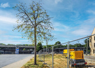 Jenas Stadtbäume leiden unter Hitze und Trockenheit Jenas Stadtbäume leiden unter Hitze und Trockenheit. Foto: Illustration via KI