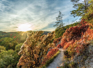 Perückensträucher in Jena leuchten in warmen Rottönen im Sonnenlicht Perückensträucher in Jena leuchten 2026 in Herbstfarben. Foto: Frank Liebold