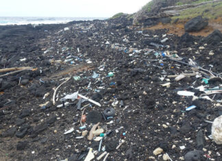 Uni Jena: Wie KI nachhaltige Materialien entwickeln kann Uni Jena: Wie KI nachhaltige Materialien entwickeln kann. Strand mit Plastikmüll auf der hawaiianischen Insel Big Island. KI-Modelle sollen künftig dabei helfen, den ökologischen Fußabdruck neuer Werkstoffe bereits vor ihrer industriellen Entwicklung vorherzusagen. (Foto: Lothar Wondraczek)